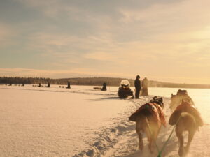 Lapponia Husky Experience