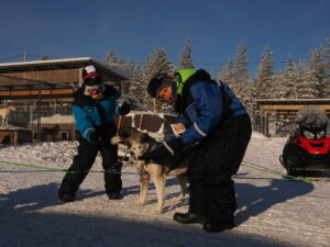 Lapponia Husky Experience